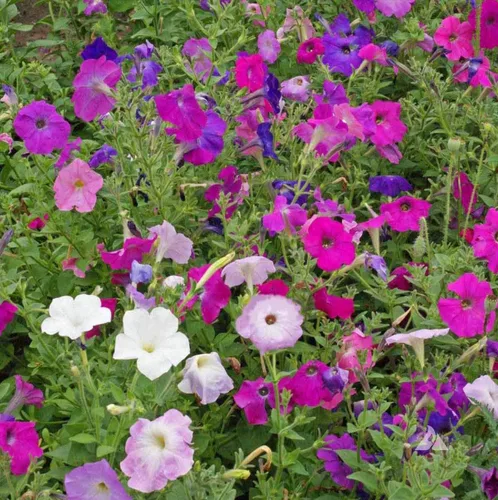 Dwarf Mix Petunia Flower Seeds, paquete de 20,000+ semillas de Seeds2Go