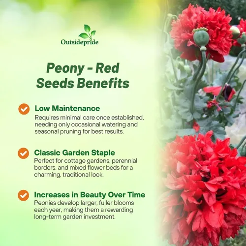 Miniatura 3 de Outsidepride Semillas de peonía y amapola para plantar, 5,000 piezas anuales, tolerantes a la sequía y fáciles de cultivar semillas de flores Rojo