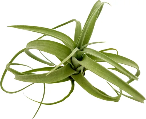 Miniatura 3 de ragnaroc Plantas de aire vivo – Tillandsia Curly Slim Jumbo – 1 unidad de 5 a 9 pulgadas – Ideal para regalos y regalos, plantas de interior vivas