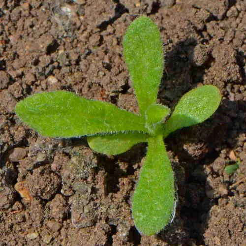 Miniatura 6 de Seed Needs Semillas de fresa para plantar, semillas anuales de flores tradicionales y polinizadas abiertas. Cultiva una colorida mezcla de flores