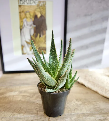 Miniatura 2 de Plantas suculentas de aloe vivo (paquete de 3), plantas suculentas viven en tierra para macetas, plantas suculentas en maceta, plantas vivas de Negro