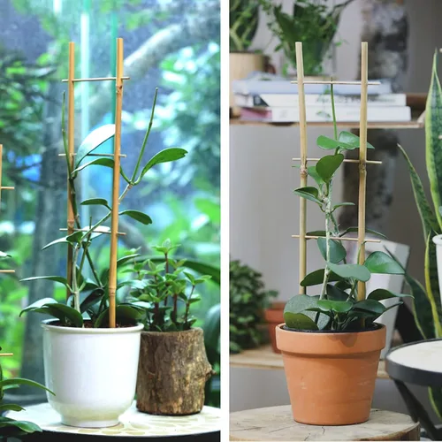Miniatura 6 de Cambaverd Enrejado de bambú, enrejado en forma de escalera de 16 pulgadas para plantas en maceta, paquete de 3 para plantas trepadoras
