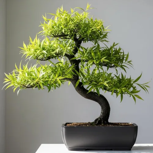 Corte de árbol bonsái de sauce negro para cultivar, ramas oscuras, crecimiento rápido, bueno para entrenamiento, fácil de enraizar para