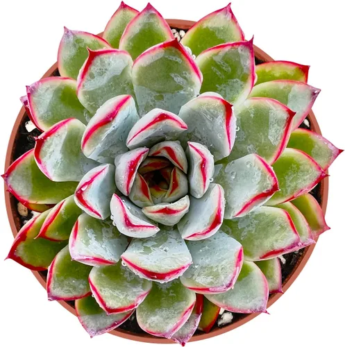 Miniatura 9 de Sprout N Green Cotyledon Orbiculata cv., Rara planta suculenta viva enraizada en maceta de 4 pulgadas, decoración de boda en interiores y Cotiledón