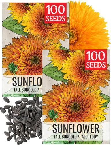 Miniatura 8 de Seed Needs, Tall Teddy - Semillas de girasol – 100 semillas de reliquia para plantar Helianthus annuus – Flores de doble pétalo, atrae polinizadores