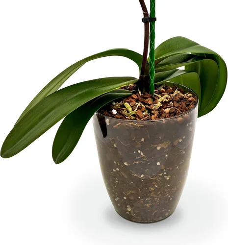 Miniatura 4 de Mezcla de tierra premium para orquídeas de Gardenera - Pinus Radiata de Nueva Zelanda mezclado a mano, mezcla de corteza 100% natural para macetas