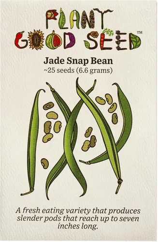 Miniatura 10 de Plant Good Seed Semillas orgánicas de frijol dragón para plantar: vegetales de arbusto de reliquia, vainas blancas y moradas - Paquete de 18 semillas