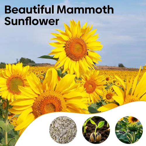 Miniatura 3 de Semillas de girasol Groundio para plantar, 1 OZ, cultiva un girasol gigante Mamut en tu jardín, más de 300 semillas de girasol con alta germinación