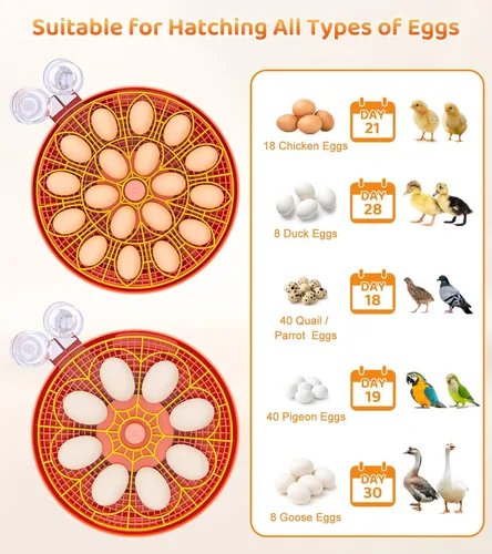 Miniatura 7 de Incubadora de 18 huevos con giro automático de huevos, control digital de humedad de temperatura, incubadora para incubar huevos, vela de vista