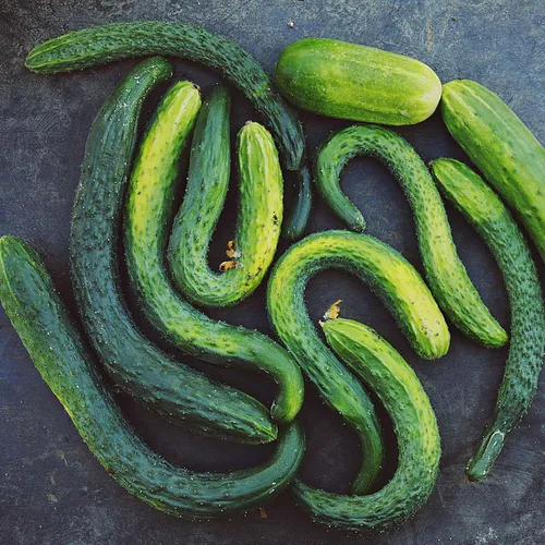Semillas de pepino Eden Brothers - Suyo Long