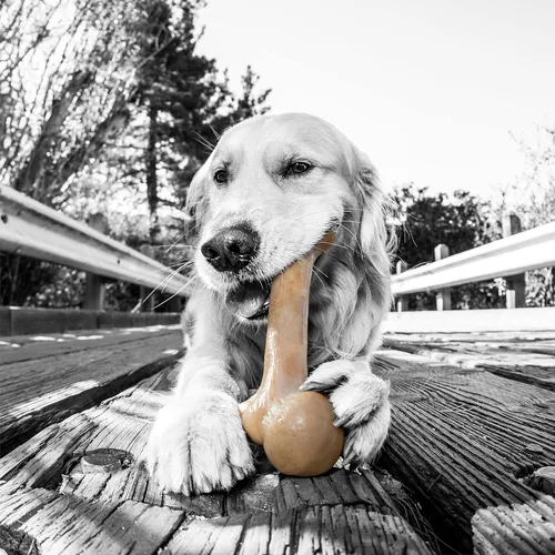 Miniatura 2 de Pet Qwerks Dinosaur BarkBone - Hueso de perro de nailon para masticadores agresivos, sabor tocino, 8.5 pulgadas