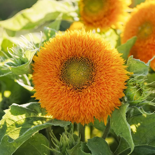 Miniatura 27 de Eden Brothers Semillas de girasol - Autumn Beauty