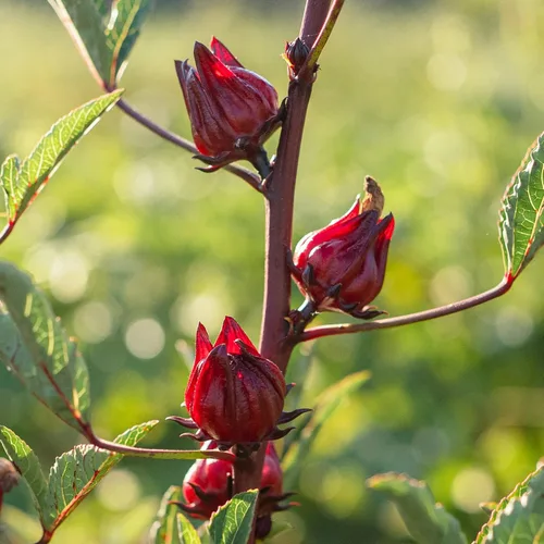 Miniatura 2 de Plant Good Seed Hibiscus sabdariffa/Jamaica/Red Roselle Semillas para plantar: Hierba culinaria y de té, cálices carnosos rojos - Paquete de 30