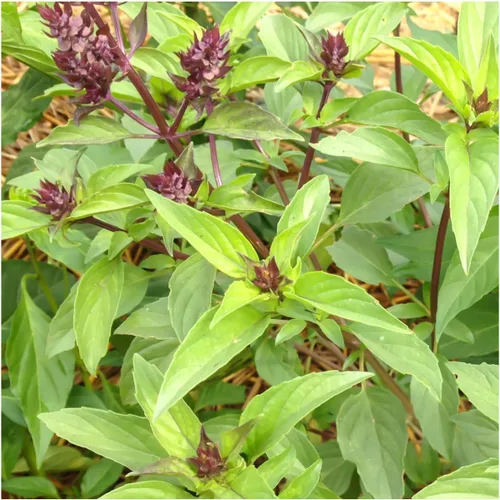 Miniatura 2 de Seed Needs Semillas de albahaca para plantar hierbas de albahaca tailandesa, sin OMG y semillas de hierbas sin tratar para cultivar un jardín