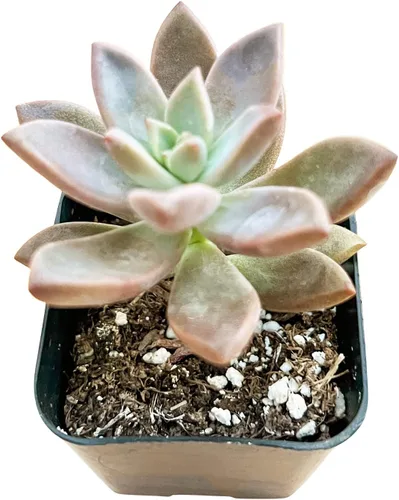Miniatura 3 de Sprout N Green Sedum Dorado, Sedum adolphi, Mini suculenta viva totalmente enraizada en maceta de inicio de 2 pulgadas con mezcla de tierra, planta