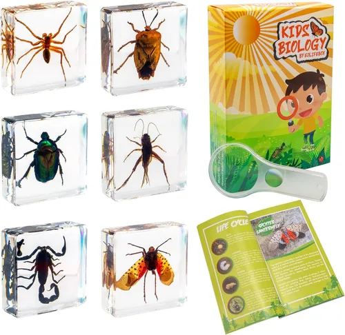 Miniatura 11 de Juego de muestras de insectos, colección de insectos, regalo educativo científico para niños de 3 a 8 a 12 años