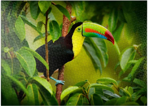 Miniatura 8 de MyPuzzle Costa Rica Wildlife - Tucán sentado en la rama en el bosque - Rompecabezas premium de 100 piezas para adultos