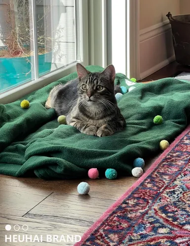 Miniatura 6 de Paquete de 40 pelotas para gatos - Divertidos juguetes interactivos para gatos y gatitos de interior (tiempo de juego)