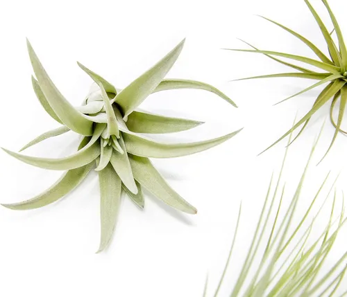 Miniatura 2 de Paquete de 5 plantas de aire clásicas variadas – Plantas suculentas vivas para el hogar – Disponible al por mayor y a granel – Decoración