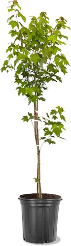 Miniatura 3 de American Plant Exchange Árbol de arce rojo grande de verano, maceta de 5 galones, 2-3 pies de alto, planta de jardín grande para exteriores