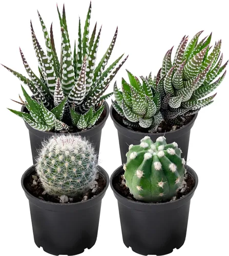 Miniatura 5 de Plantas suculentas (paquete de 4), suculentas vivas totalmente enraizadas en macetas de cultivo de 2 pulgadas, planta de casa única en maceta