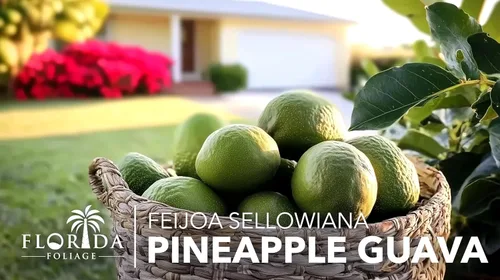 Miniatura 4 de Guayaba de piña - 3 plantas vivas - Feijoa Sellowiana - Follaje comestible de frutas y floración