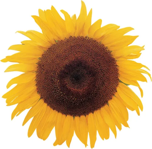 Burpee Semillas de girasol crimson blaze sobre con 30 semillas