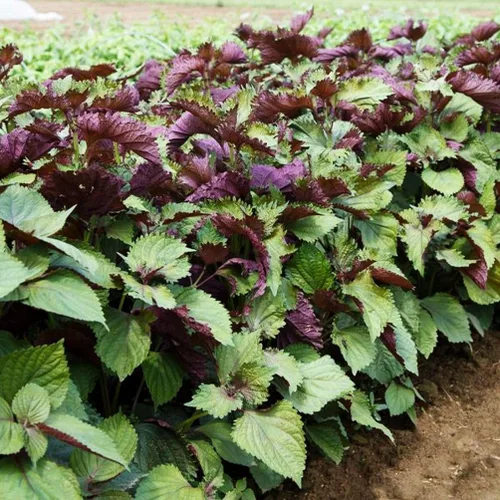 Miniatura 4 de 200 semillas Shiso para plantar perilla roja, semillas de hierbas tradicionales sin OMG para plantar un jardín culinario interior/exterior