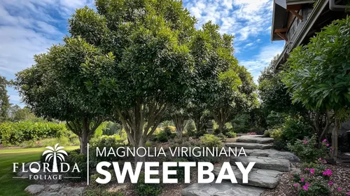 Miniatura 4 de Sweetbay Magnolia Virginiana 3 plantas vivas Flores blancas fragantes, árbol de paisaje versátil, tolerante a la sombra, plantación