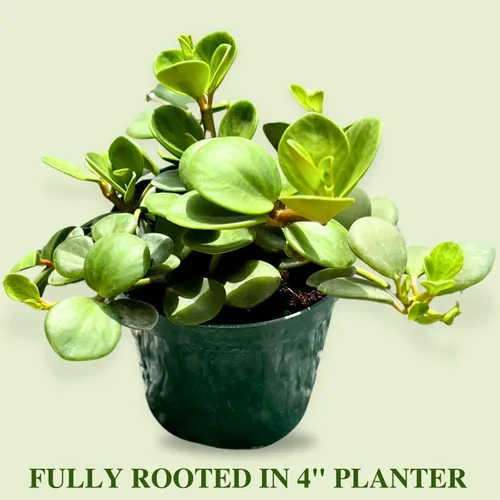 Miniatura 2 de Peperomia - Planta viva en maceta de 4 pulgadas, planta viva Peperomia Hope, purificadora de aire natural para interiores, plantas vivas