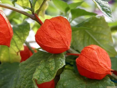 Miniatura 2 de Semillas Linterna China Señora Madonna Physalis Cabo Grosella Espinosa Naranja No GMO Heirloom