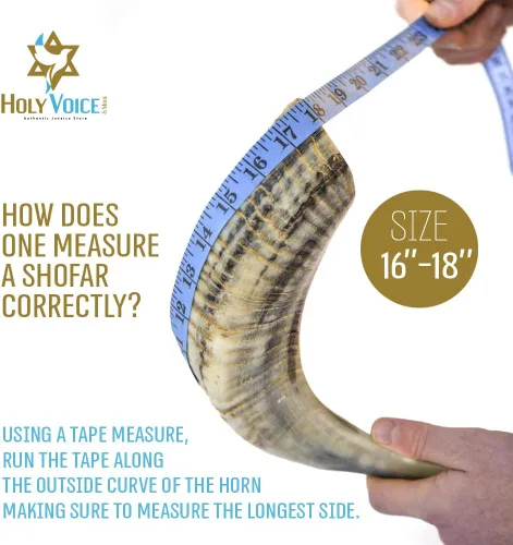 Miniatura 6 de Holy Voice Cuerno de Carnero Kosher Shofar de Israel – Cuerno Musical de 16"-18" con Bolsa Shofar – Regalos Decorativos y Funcionales de Judaica