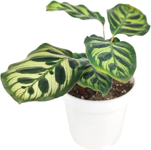 Miniatura 4 de Aloe Vera (9-13 pulgadas de alto en maceta de cultivo de 4 pulgadas) – Planta de interior purificadora de aire y viva saludable – Planta