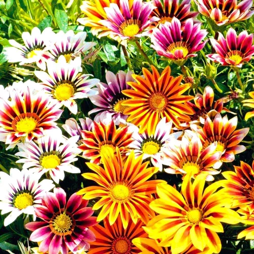Miniatura 4 de Semillas Multicolor Gazania Seed Mix 100+ Semillas para cultivar flores del tesoro