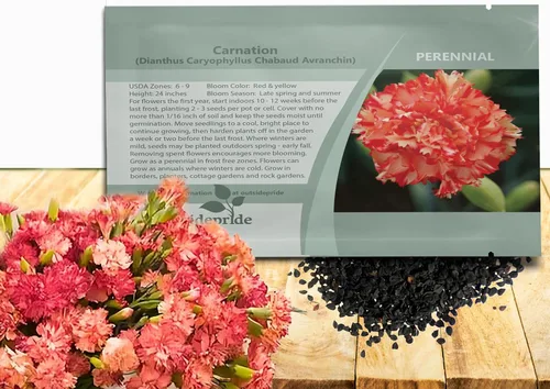 Miniatura 11 de Outsidepride Semillas de clavel magenta – 2000 piezas de semillas de flores perennes, fáciles de cultivar para plantar con flores fragantes, ideales