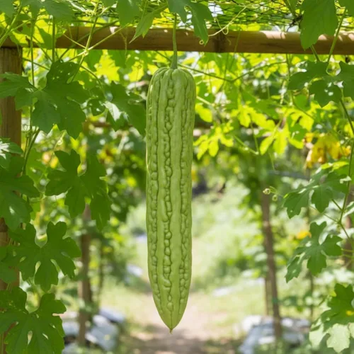 Miniatura 2 de 40 semillas de melón amargo para plantar: semillas de ampalaya y calabaza amarga, semillas de vegetales para jardín doméstico, contenedor o cultivo