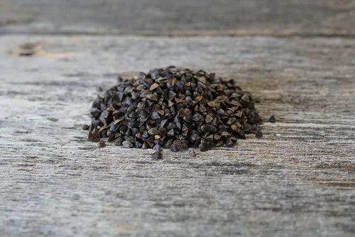 Miniatura 2 de Hale Habitat & Seed Semilla de parcela de trigo sarraceno, 5 libras