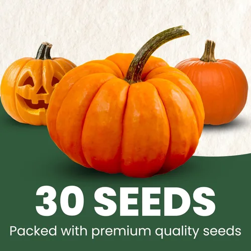 Miniatura 20 de Shishito Pepper – 60 semillas premium para plantar – Pimienta especial dulce, salada y de alto rendimiento para la temporada 2026 – Bolsa de 500