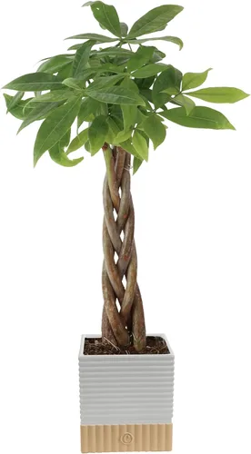 Miniatura 13 de Costa Farms Árbol del Dinero, planta viva en maceta decorativa, purificadora de aire, planta de interior grande, perfecta para decoración del hogar