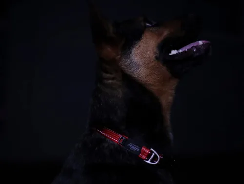 Miniatura 6 de Collar reflectante para perros medianos, ajustable de 12 a 17 pulgadas, color negro
