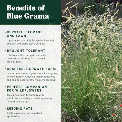 Miniatura 3 de Nature's Seed Blue Grama - Semilla de hierba nativa, tolerante a la sequía, para jardín, césped, patio, 10 libras