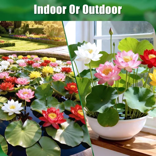 Miniatura 3 de Semillas de loto mixtas para plantar en agua, más de 160 semillas de plantas de flores de lirio de agua, cultiva impresionantes flores de loto