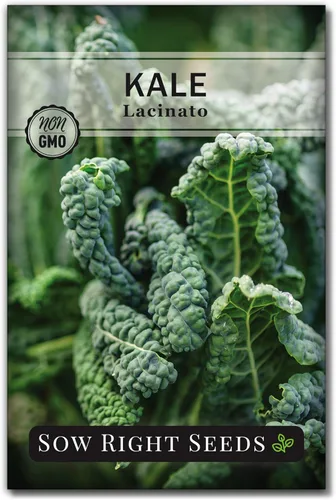 Sow Right Seeds - Semilla de col rizada Lacinato para plantar - Paquete de reliquia sin OMG con instrucciones para plantar un huerto casero -