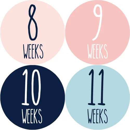 Calcomanías semanales de crecimiento del embarazo, de semana a semana, embarazada esperando fotos, recuerdo de maternidad, panza de bebé,