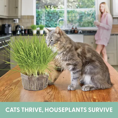 Miniatura 3 de The Cat Ladies Hierba para gatos de interior – Kit de cultivo – Semillas orgánicas de pasto para gatos, contenedores libres de tierra y BPA