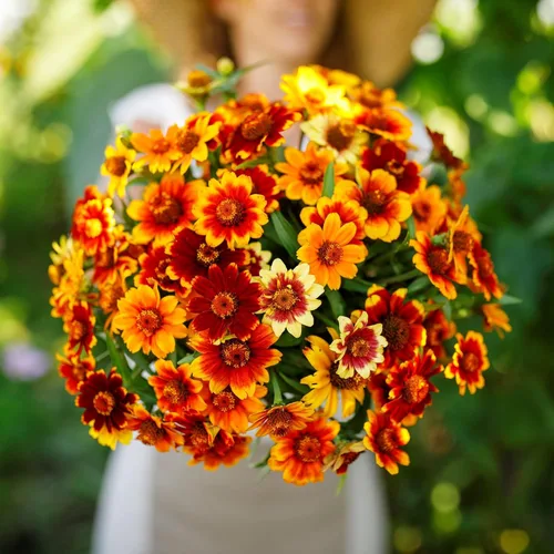 Miniatura 48 de Eden Brothers - Semillas de zinnia, cactus con flores, sin OMG, plantar en primavera, paquete, flores de bajo mantenimiento, zonas 3, 4, 5, 6, 7, 8