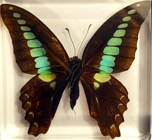 Mariposa Bluebottle real de 2.9 pulgadas en resina de Lucite transparente, grafio, sarpedón, colección de manualidades para biología, ciencias,