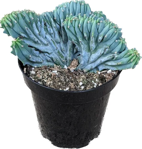 Miniatura 10 de Cactus de lirio de Pascua de 8 pulgadas, Echinopsis Subdenudata, totalmente enraizado, resistente y tolerante a la sequía, fácil de cultivar