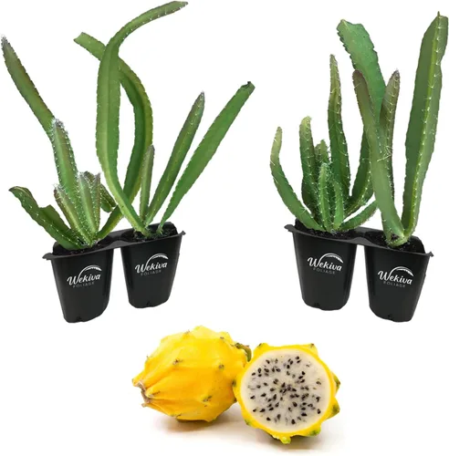 Árbol frutal de dragón amarillo – 4 plantas de arranque vivo – Selenicereus Megalanthus – Planta de frutas tropicales comestibles de Florida