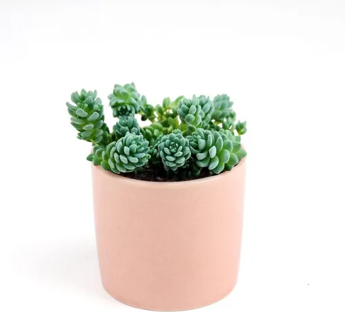 Miniatura 8 de Sedum Little Missy - Suculenta Sedum Major (maceta de plástico de 4 pulgadas) Mejor cubierta de suelo suculenta